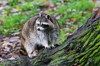 northern raccoon