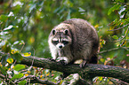 northern raccoon