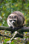 northern raccoon