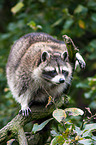 northern raccoon