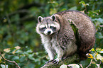 northern raccoon