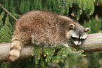 northern raccoon