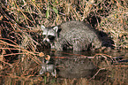 northern raccoon