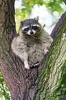 northern raccoon