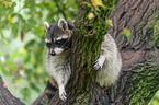 northern raccoon