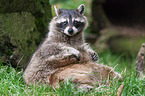 northern raccoon