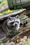 northern raccoon