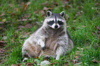 northern raccoon