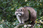 northern raccoon