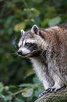 northern raccoon