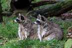 northern raccoons