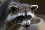 northern raccoon