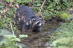 northern raccoon