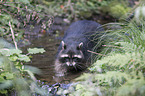 northern raccoon