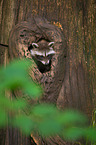 northern raccoon