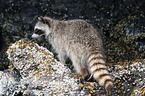 northern raccoon