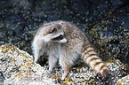 northern raccoon