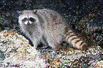 northern raccoon