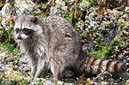 northern raccoon