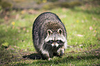 northern raccoon