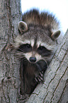 northern raccoon