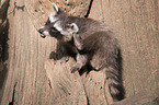 racoon