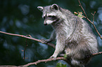 racoon