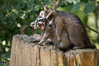 racoons
