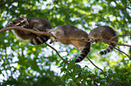 racoons