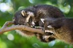 racoons