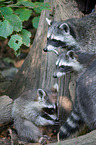 racoons
