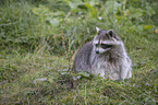 raccoon