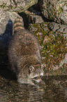 walking Raccoon