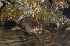 walking Raccoon