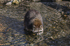 walking Raccoon