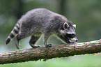 Raccoon on a branch