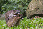 playing Raccoons