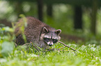 Raccoon