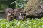 standing Raccoons