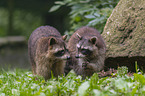 standing Raccoons