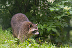 Raccoon