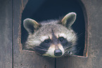 northern raccoon