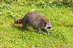 raccoon