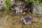 raccoons