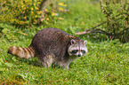 raccoon