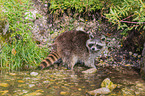 raccoon