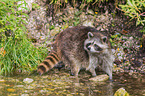 raccoon