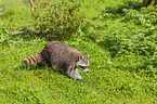 raccoon