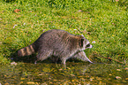 raccoon