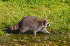 raccoon